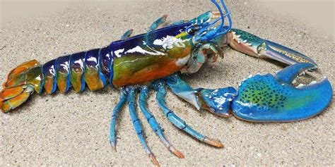 The Unique Adaptations of Rainbow Blue Lobsters